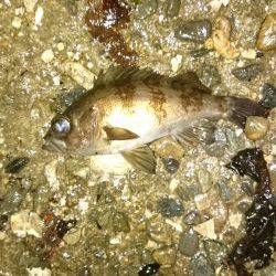 またしても強風。