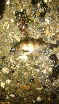 またしても強風。