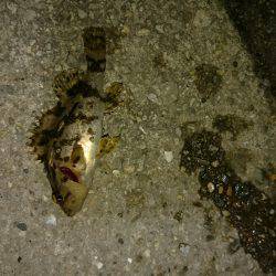 暖かいですが。