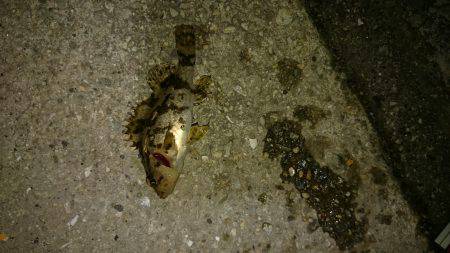 暖かいですが。