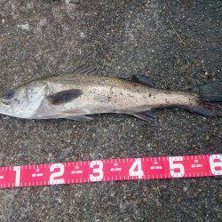 まだ居てました