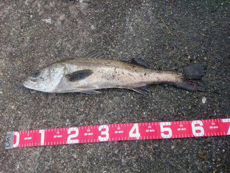 まだ居てました