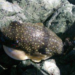 ロックフィッシング