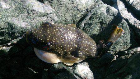 ロックフィッシング