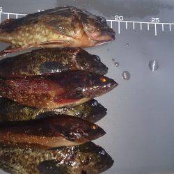 日中暖かかったので