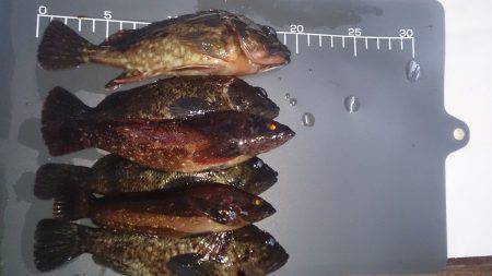 日中暖かかったので