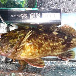 ガシラはつれる！