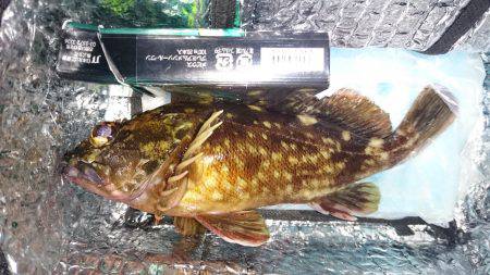 ガシラはつれる！