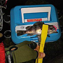 メバルのゴロタ調査