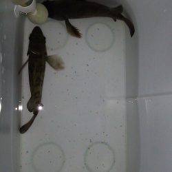 初めての場所でメバル調査