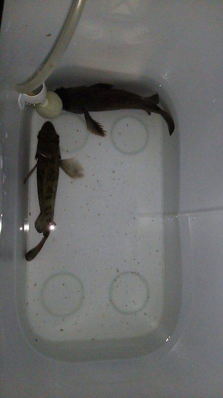 初めての場所でメバル調査