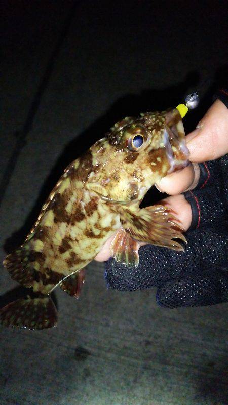 釣れたら楽しい!(笑)