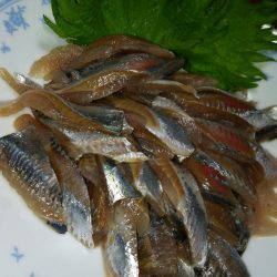 やっとマイワシ釣れました!