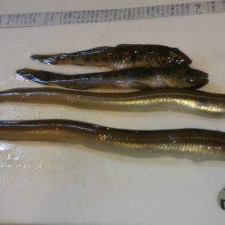 寒い中でも釣れる魚