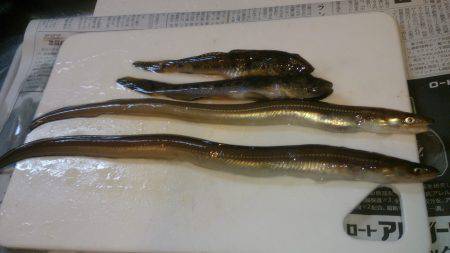 寒い中でも釣れる魚