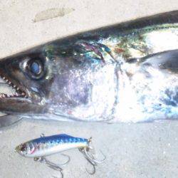 ショアジギング釣行