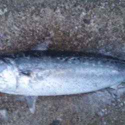 ショアジギング釣行