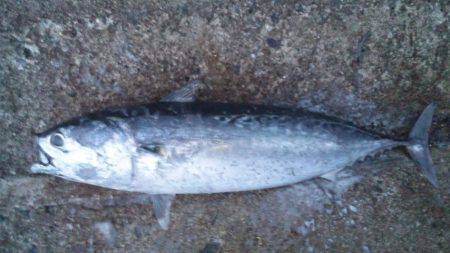 ショアジギング釣行