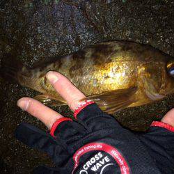 良型求めて・・・。