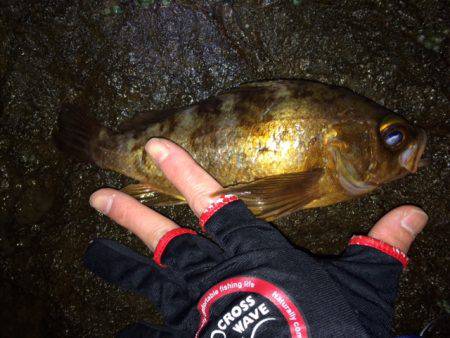 良型求めて・・・。