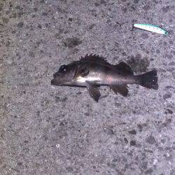 初ハードルアー釣果