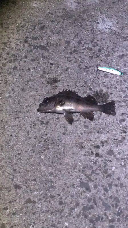 初ハードルアー釣果