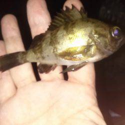 メバルのマンション