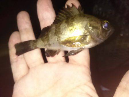 メバルのマンション