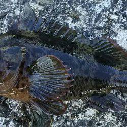 ロックフィッシュ