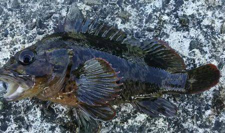 ロックフィッシュ