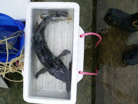 根魚Ｆｉｇｈｔ！