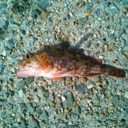 サヨリを狙いに行ったのに…