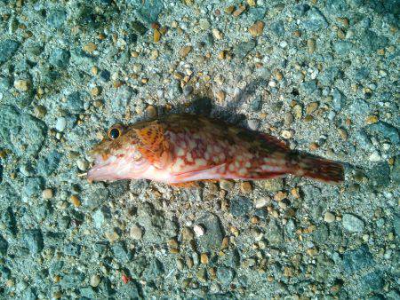 サヨリを狙いに行ったのに…