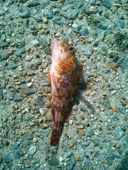 サヨリを狙いに行ったのに…