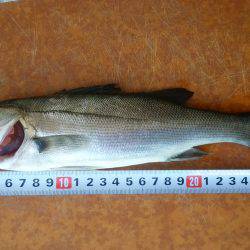 まだセイゴクラス