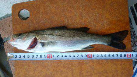 まだセイゴクラス