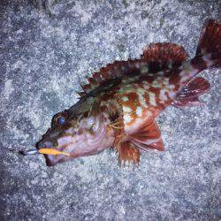 連夜のメバリング