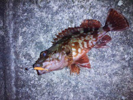 連夜のメバリング