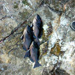 萩尾の磯でグレ釣り