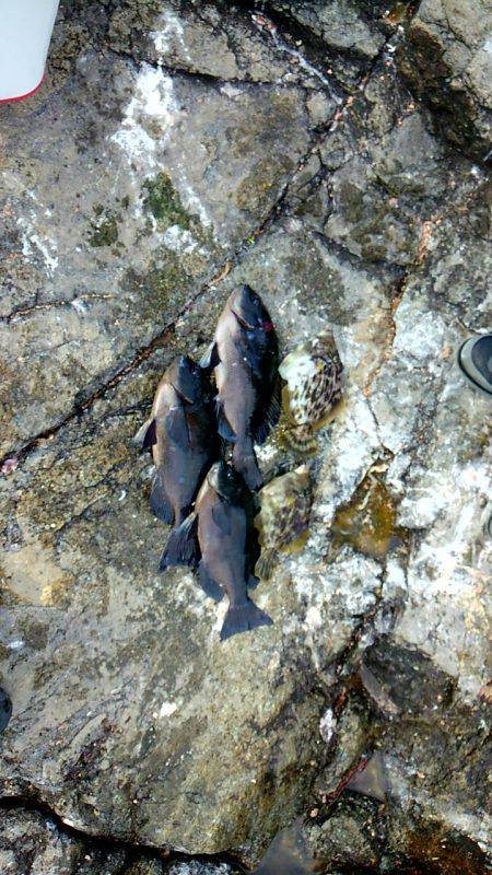 萩尾の磯でグレ釣り