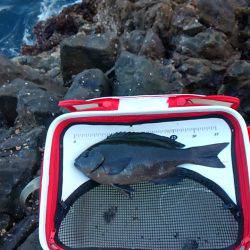 勝浦鶴島でグレ釣り