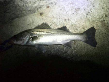 また仕事帰りに行っちゃいました…