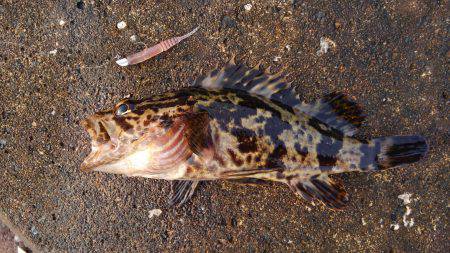 ミップル周辺で釣りをする。