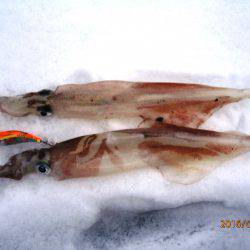 イカリングが食べたくて♪