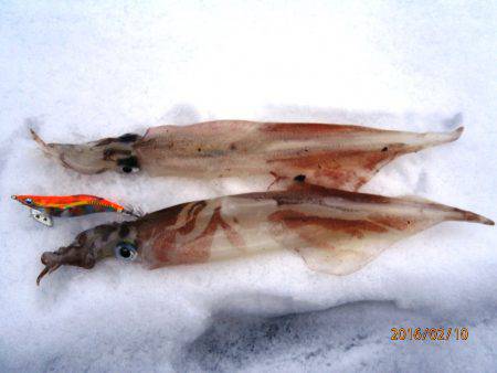 イカリングが食べたくて♪