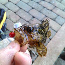 ワームで穴釣り