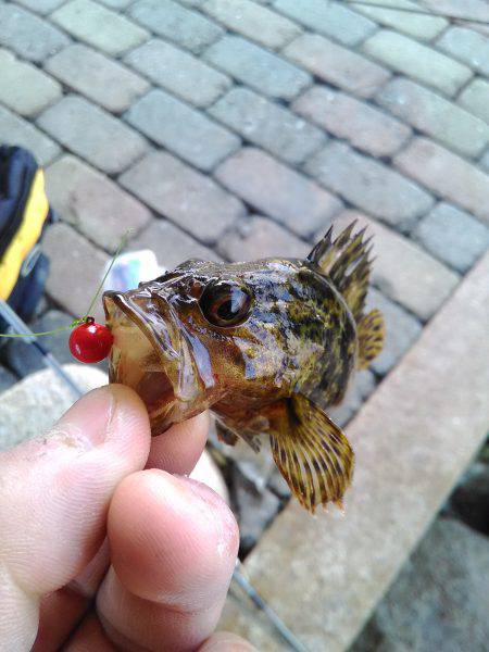 ワームで穴釣り