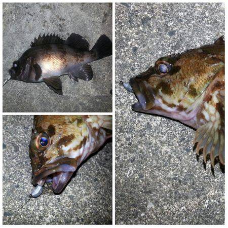 春が近付いてきてますね！