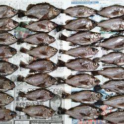 メバルウキ釣り