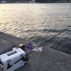 カゴ釣りでソーダガツオ入れ食い